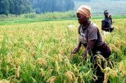Rwanda's season A harvest rises slightly as food prices remain high