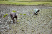 Wetland Farmers at Risk of Bilharzia Without Boots