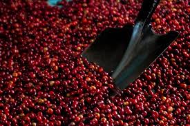 New RWACOF Partnerships Aim to Steady Rwanda's Coffee Market