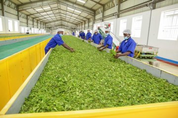 Rwanda bypasses Kenya auctions with direct tea exports to Pakistan