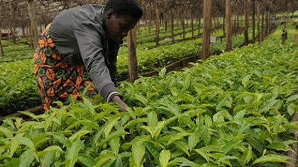 Rwanda's Coffee Revival Targets Millions of Seedlings
